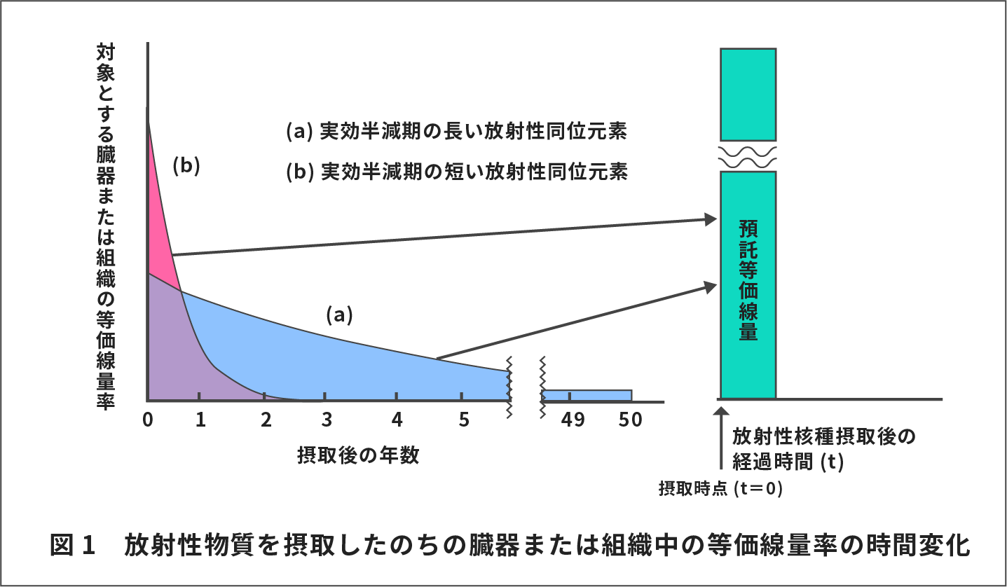 預託実効線量とは