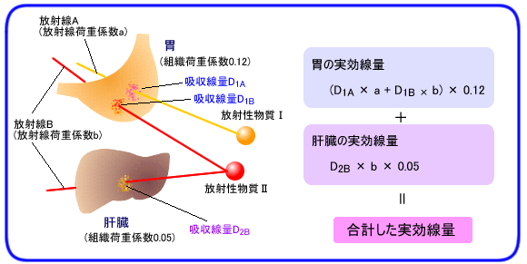 実効線量の説明イラスト