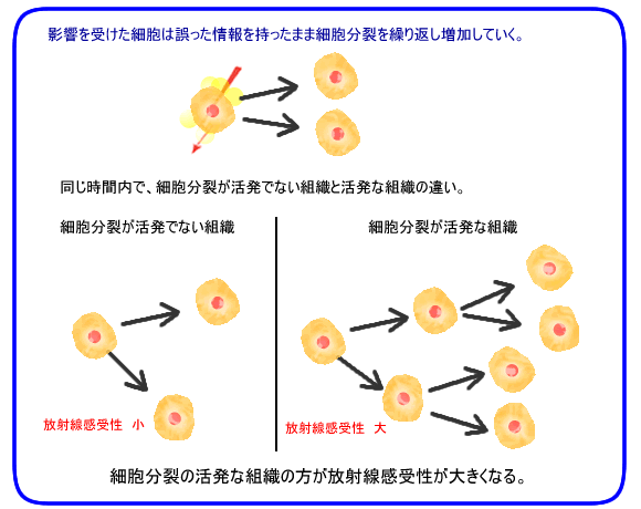 放射線感受性の説明イラスト