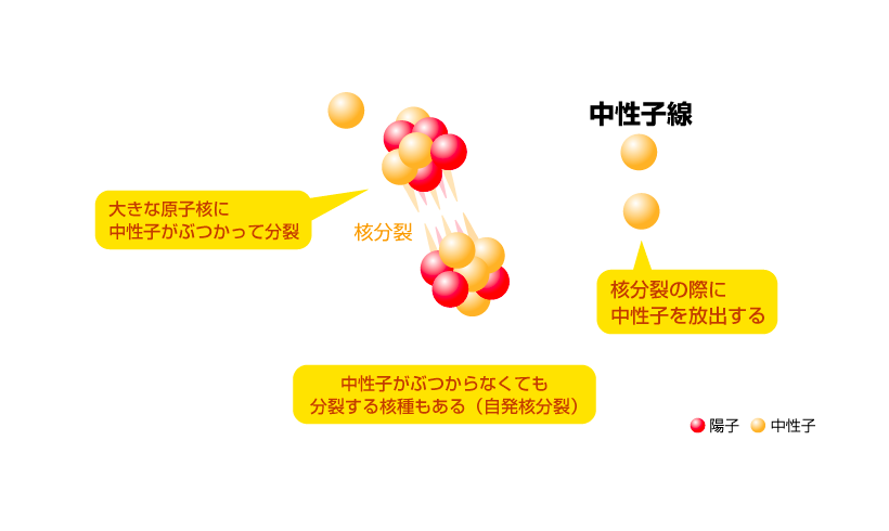 中性子線