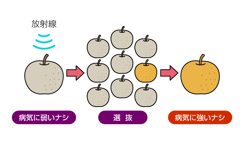 品種改良への利用