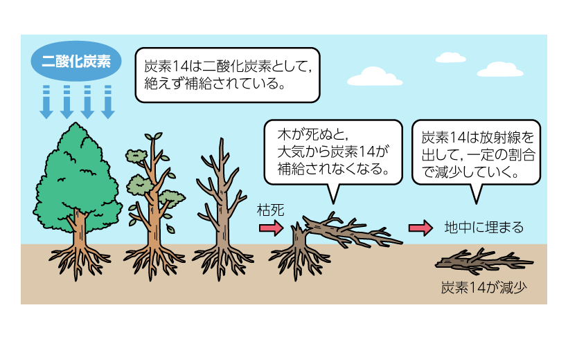 放射線年代測定ってなに？