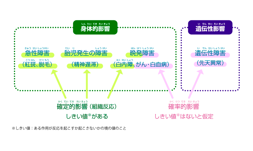 放射線は人体へどんな影響があるの？