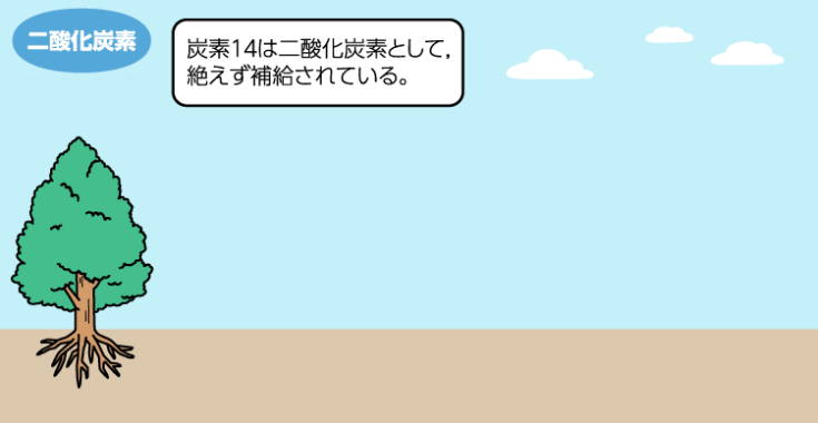 炭素14の減少