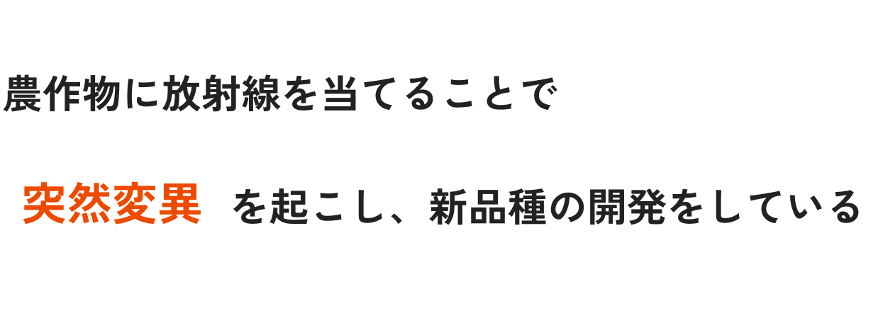 農作物に放射線を当てることで突然変異を起こし、新品種の開発をしている